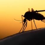 ВИРУС ЗАПАДНОГ НИЛА СЕ ШИРИ ЕВРОПОМ