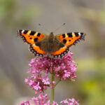 БРОЈНОСТ РЕТКИХ ВРСТА ЛЕПТИРА ОПАЛА ЗА ЧАК 80 ОДСТО