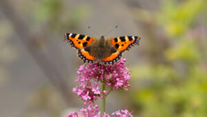 БРОЈНОСТ РЕТКИХ ВРСТА ЛЕПТИРА ОПАЛА ЗА ЧАК 80 ОДСТО