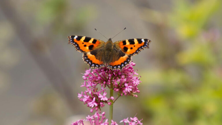 БРОЈНОСТ РЕТКИХ ВРСТА ЛЕПТИРА ОПАЛА ЗА ЧАК 80 ОДСТО